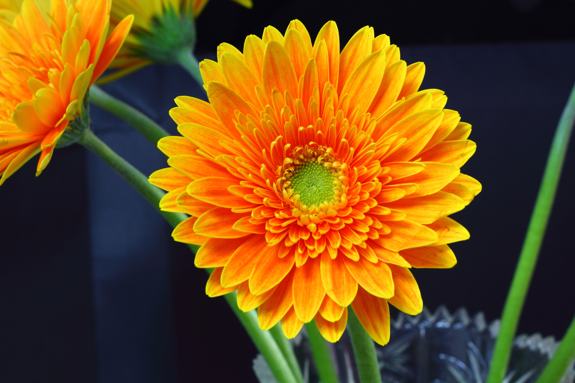 (学名:gerbera jamesonii bolus)是菊科多年生草本植物,别名太阳花