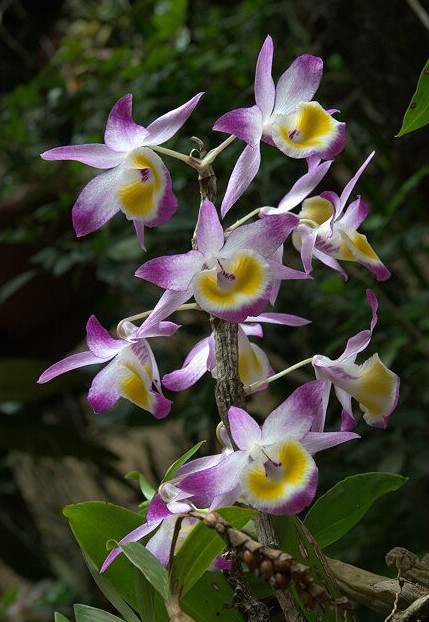 杯鞘石斛 (植物)