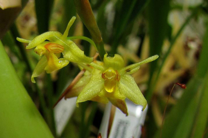 黄绿贝母兰植物