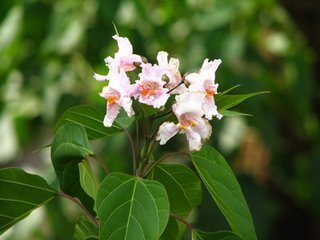 楸木(麗江),紫花楸(雲南熱帶材及亞熱帶材),光灰揪(中國高等植物圖鑑)