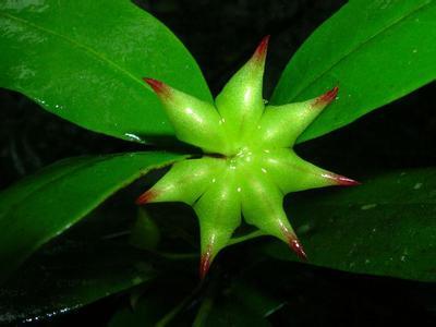 野八角(植物)_技点科普_技点网(植物)