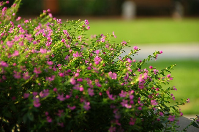 紫雪茄花植物
