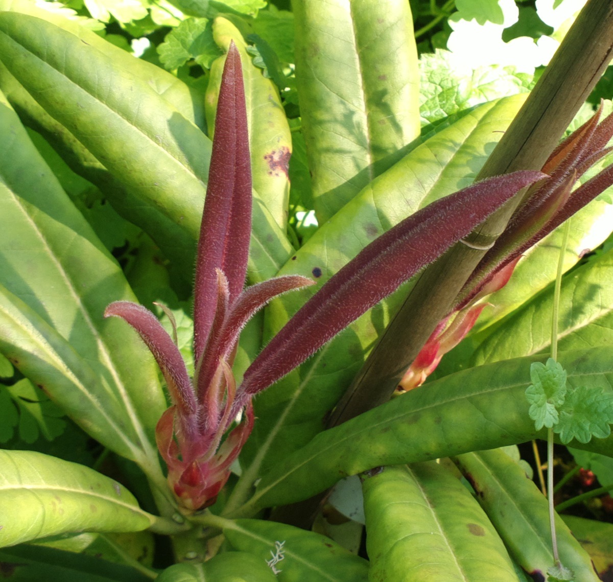 贵州大花杜鹃(植物)