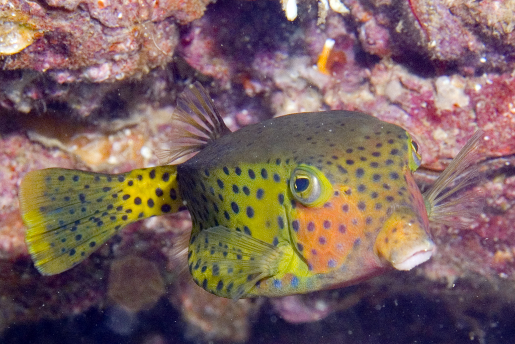 硬鳞鱼其他生物相关