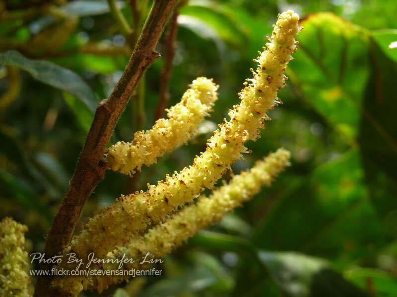 银柴 (中医学与中药学)