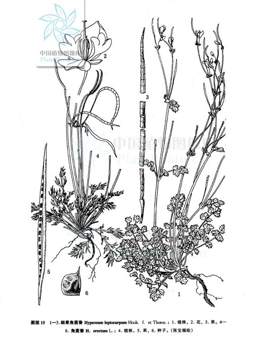 细果角茴香中医学与中药学医药
