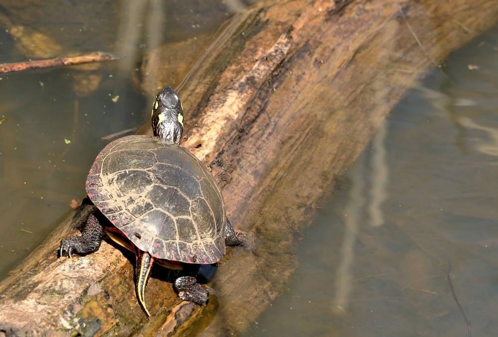 西部錦龜 (動物)