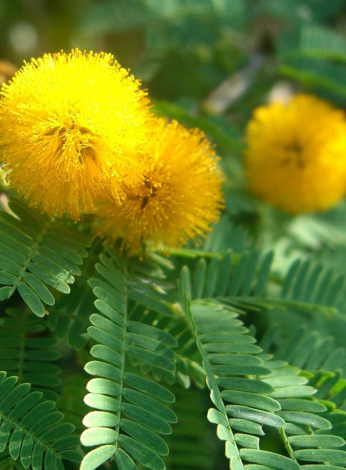 金合欢属 (植物)