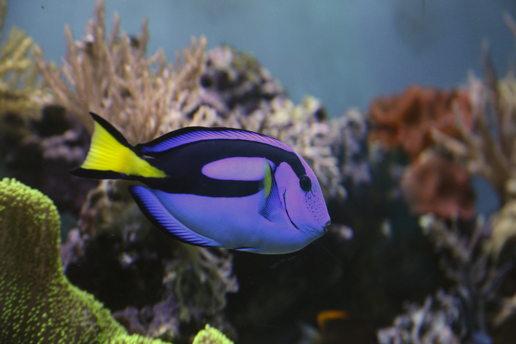 黄尾副刺尾鱼动物