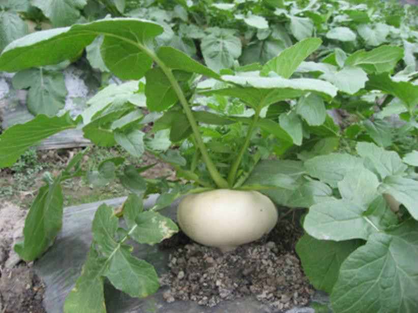 蔓菁读音 360搜索