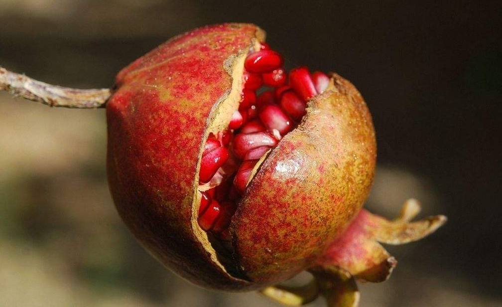 学名:fructusrosaelaevigatae领域提 交植物生物词条