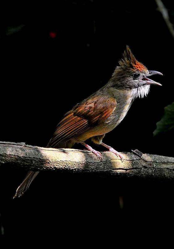 白喉冠鹎 (动物)