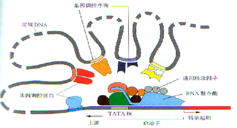 启动子(其他生物相关)