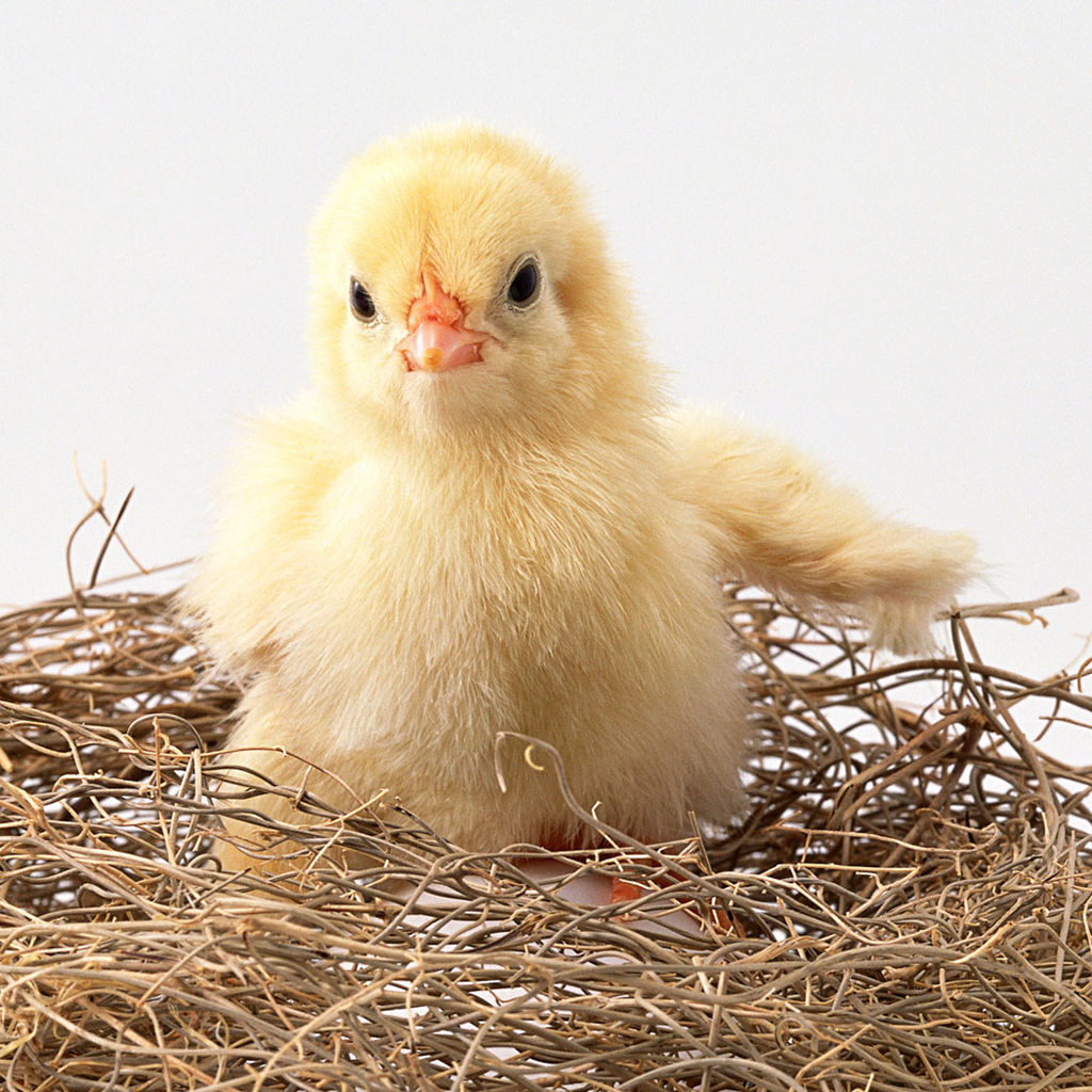 雏鸡(词条暂无分类)