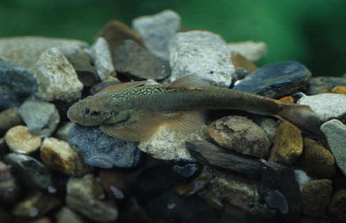 爬岩鳅 (其他生物相关)