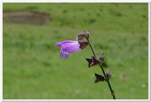 甘西鼠尾草(植物)_技点百科