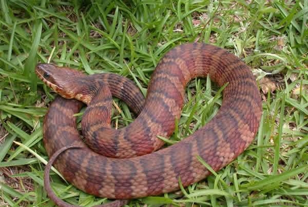 南美十大毒蛇图片