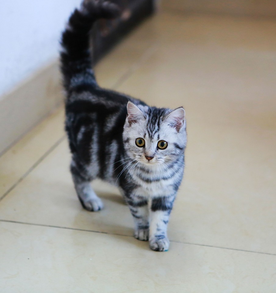 其祖先为欧洲早期移民带到北美的猫种,与英国短毛猫和欧洲短毛猫同类