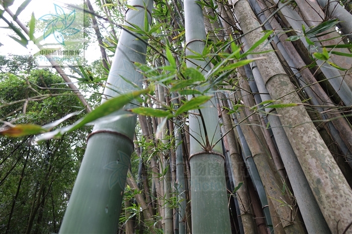 狭耳坭竹植物