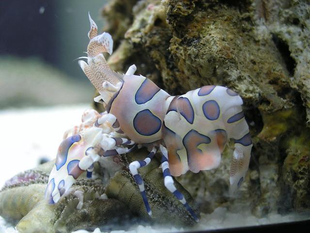 夏威夷海星虾 (动物)