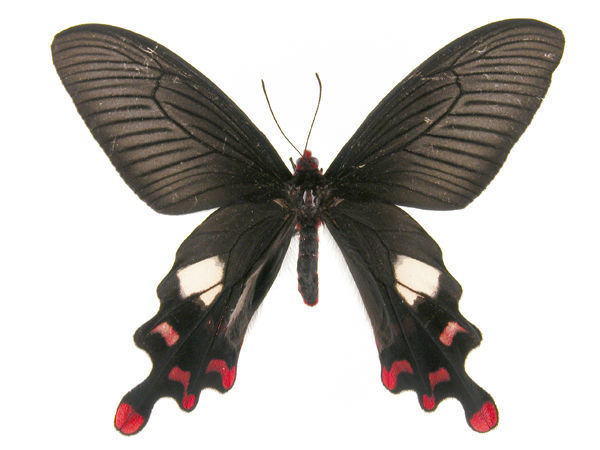 知识树时光轴论点集总题库领域蝴蝶昆虫纲生物动