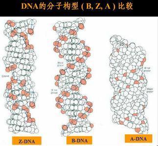 dna大沟小沟动画图片