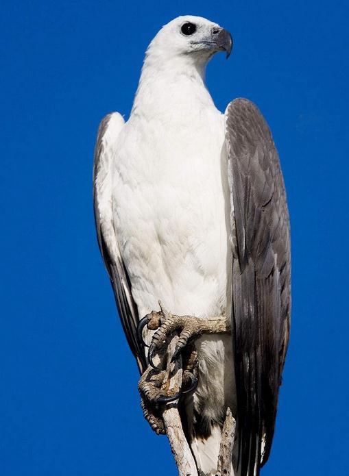 白腹海雕(动物)_科普_技点百科