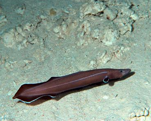 鳗鲡楚克拉虫 (动物)