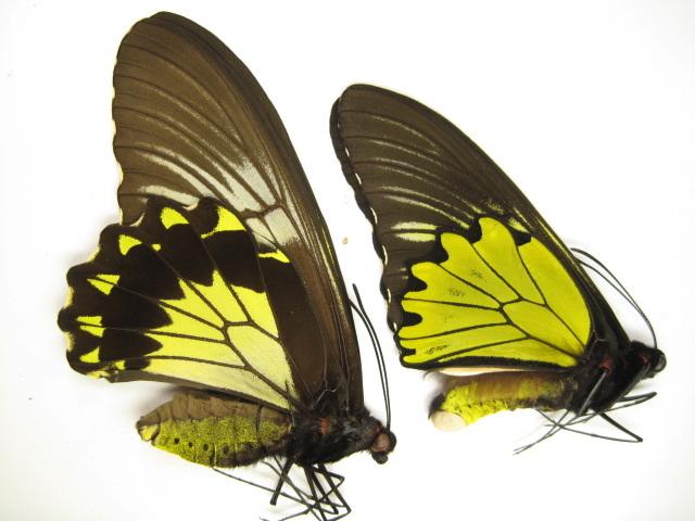 登波山楔纹裳凤蝶 (动物)