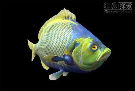 多骨刺鱼(动物)