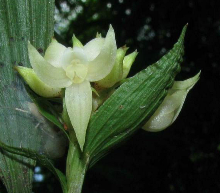 短穗竹茎兰植物