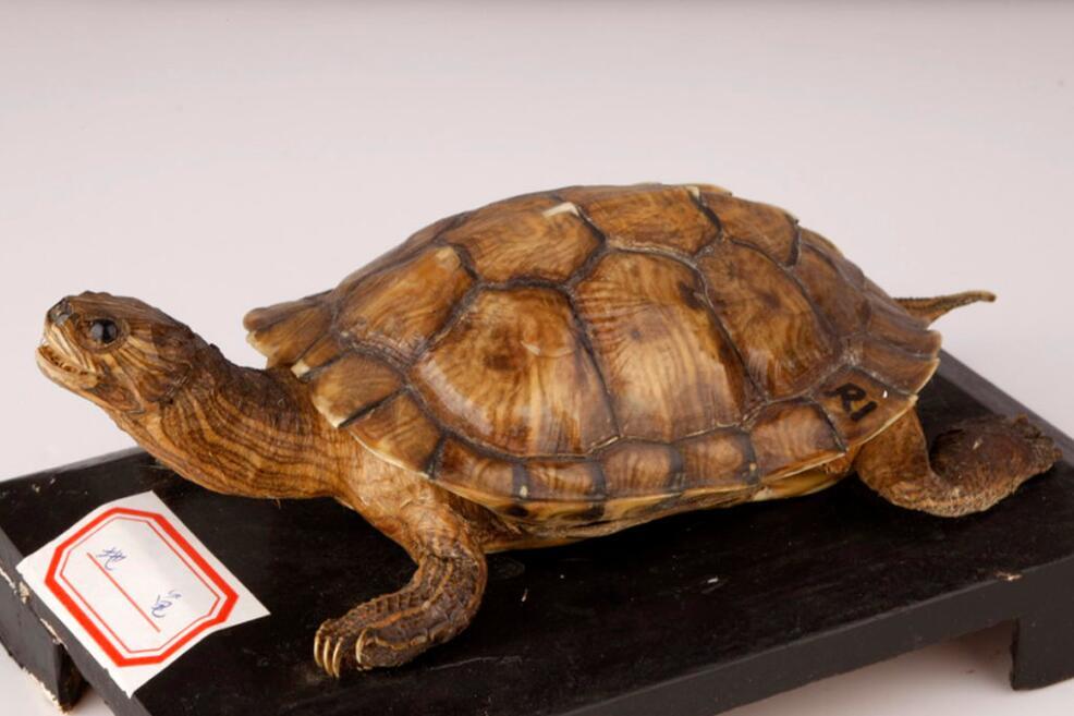 地龟(动物)_技点百科