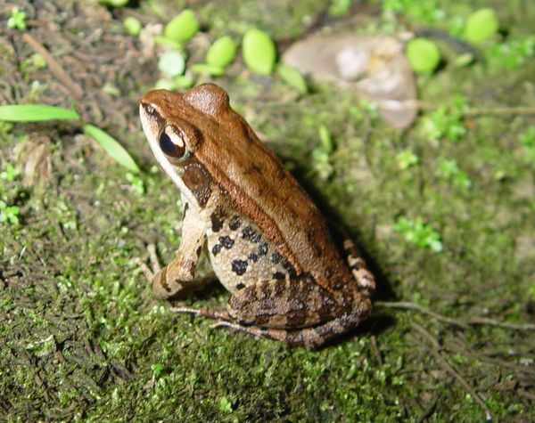 广东常见蛙类图片
