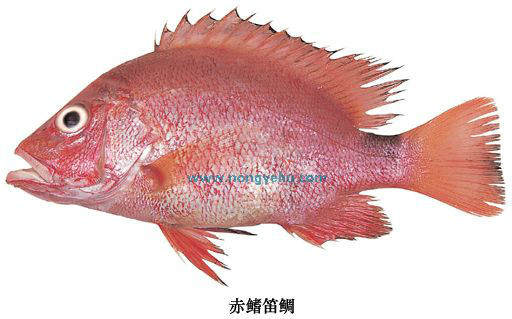 动物)赤鳍笛鲷,学名:lutjanus erythropterus (bloch, 1790),为笛鲷科