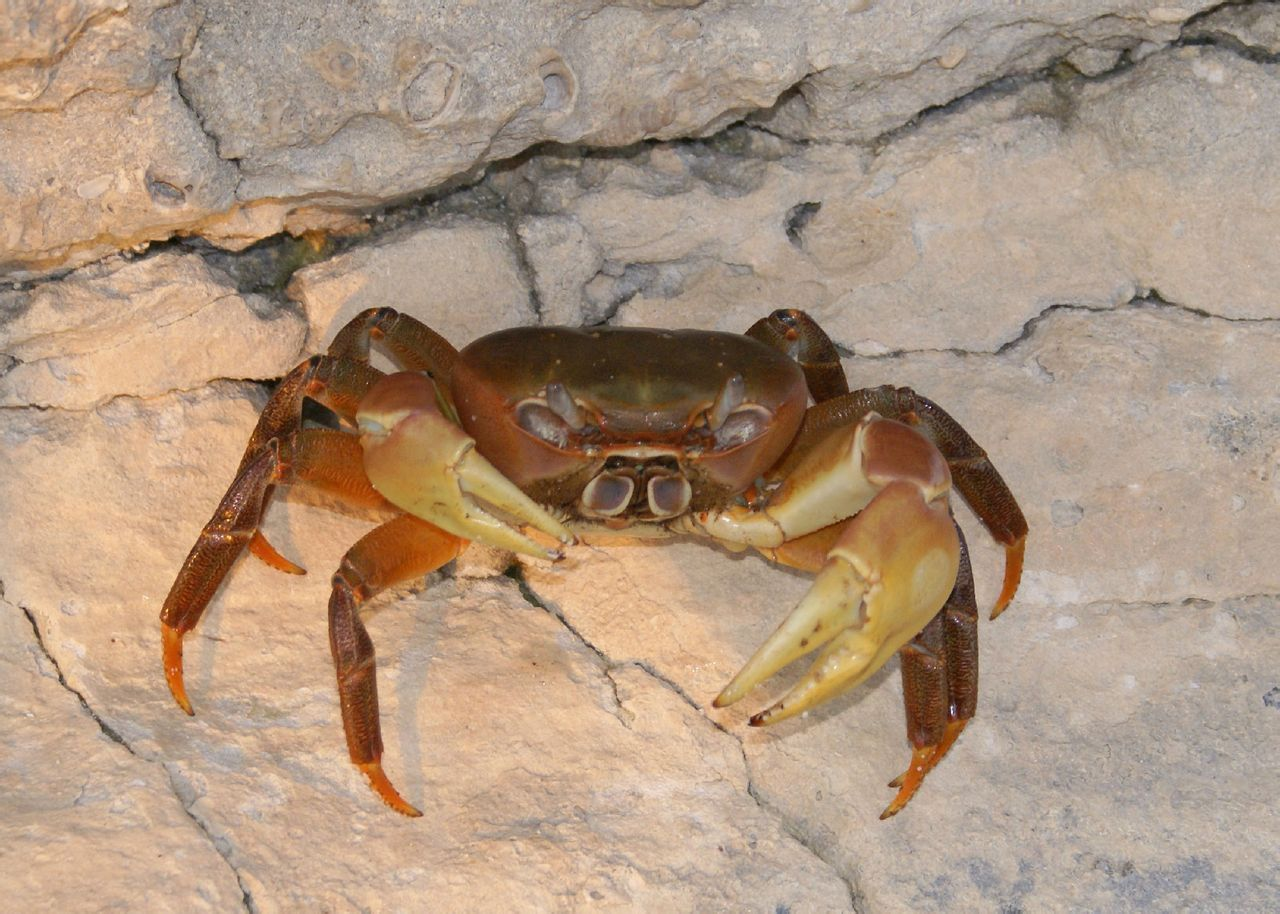 相关)凶狠圆轴蟹(学名:cardisomacarnifex)为地蟹科圆轴蟹属的动物