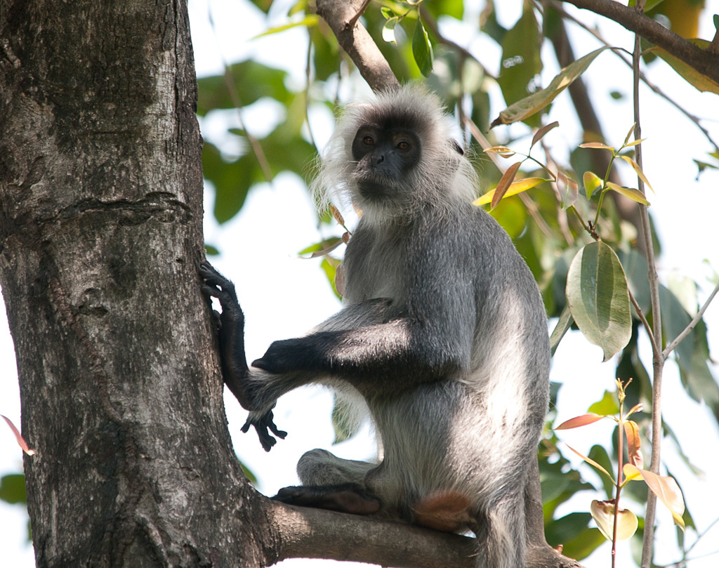 银叶猴(动物)银叶猴(silvered leaf monkey, silvered langur)体型和
