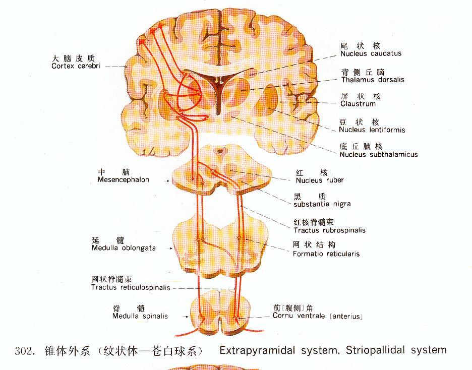 锥体外系交叉图片