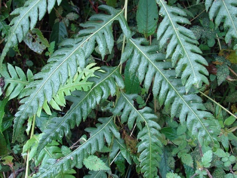 顶芽狗脊植物