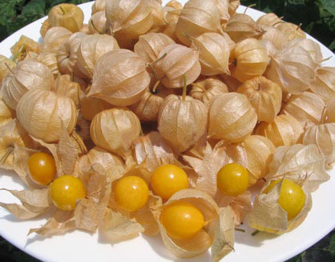 哥伦比亚龙珠果 (植物)