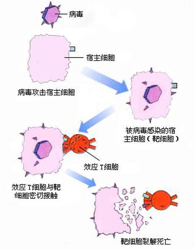 细胞免疫_360百科