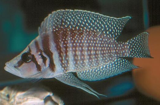 喷点珍珠虎(动物)珍珠虎是相当独特的鱼种,侧扁的身躯特别适合在岩缝