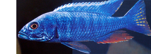 阿里鱼(其他生物相关)_技点百科