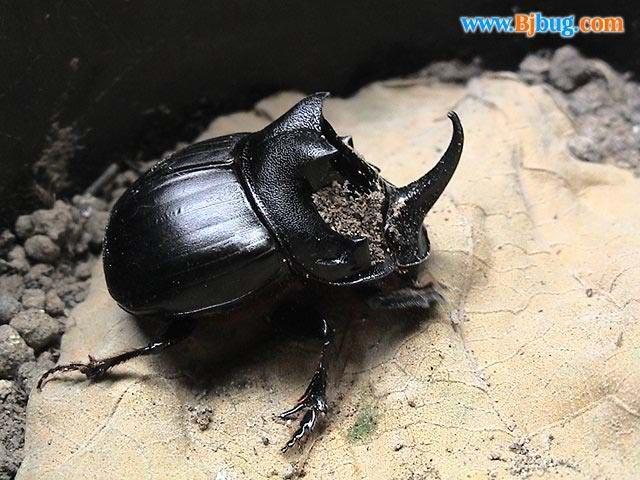 黑蜣螂其他生物相关