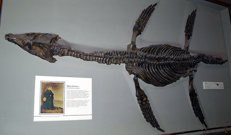 菱龙(动物)菱龙(属名:rhomaleosaurus)又叫彪龙也