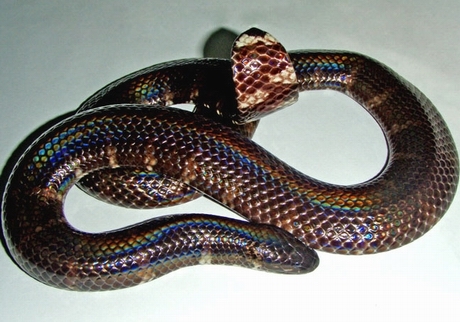 红尾筒蛇 (其他生物相关)