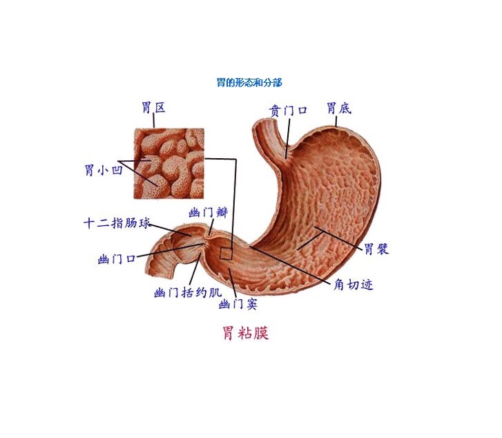 胃结石(疾病)胃石是因进食某种物质后在胃内形成的石性团块状物.