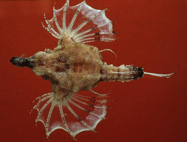 海蛾鱼 (其他生物相关)