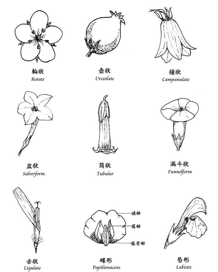 花冠植物