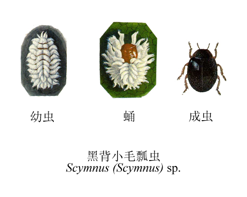 黑背小毛瓢虫其他生物相关