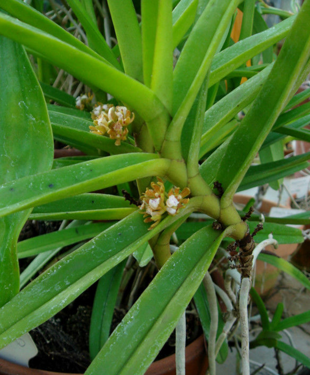 短序脆蘭 (植物)